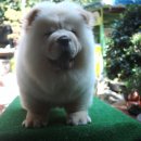 애견매니아 이미지