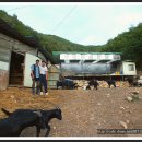 흑염소목장 이미지