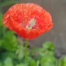 퍼플퍼피 이미지