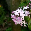 수수꽃다리 이미지