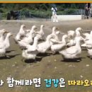 명인오리 이미지