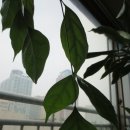 HAPPY TREE(해피트리) 이미지