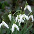 스노우드롭 이미지