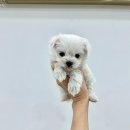 강아지분양 마이댕냥 일산점 | 접종완료된 일산 강아지분양 마이댕냥 일산점