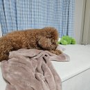 프레젠독(present dog) | 동탄 반려동물 수제간식은 프레젠독에서~!