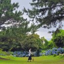 혼인지마을 | 제주 성산 수국명소 애견동반&amp;무료입장 가능한 &#34;혼인지&#34; 후기