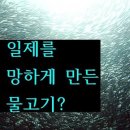 일제는 물고기 때문에 망했다? 이미지