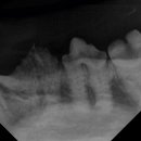 이솜 동물병원 이미지