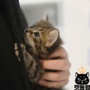 도봉-도봉-2431 | 노원고양이분양 건강한아가들로 가득한 캣통령에 놀러오세요!