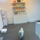 멍멍이 미장원 이미지