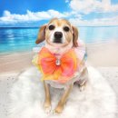 라라그루밍 이미지