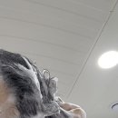 지성샴푸추천! 위드비컨 노모어오일 샴푸로 오후까지 뽀송한 두피 관리