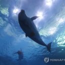 울산광역시남구도시관리공단(장생포고래생태체험관) 이미지