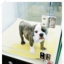 사비켄넬 이미지