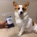 까까요 dog 이미지