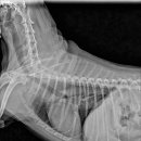 중산동물메디컬센터 이미지