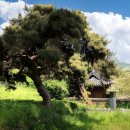 경송정 | 제석산 산줄기인 금산 자락에 노송 한 그루와- 고령 경송정