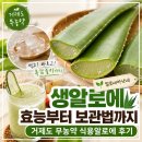 두니주니 | 생알로에 효능부터 보관법까지, 알로에아낙네 거제도 무농약 식용알로에 후기