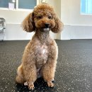 반려담 | 가위컷전문 청담 반려담에서 푸들 여름미용하고 온 후기