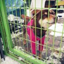 아지사랑 이미지