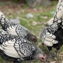 성조농장 이미지