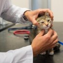 진월24동물병원 이미지