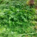 태선농장 이미지