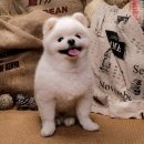 디테일링 스팀세차 이미지