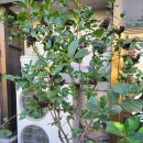 방배우성아파트 109동 앞 횡단보도 | 2022. 8/27(토) 1131차 서울 우면산 둘레길