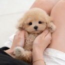 초로동물병원 | 군포애견분양 가장 소중한 존재