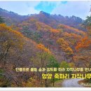 자작나무숲가는길