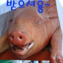 복주는돼지 이미지