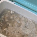 항구가누리펜션 | 🐚 태안 조개잡이 1박2일 후기 | 진산리어촌계 동죽 파밍부터 몽산포 먹방까지