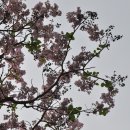 오동나무 이미지