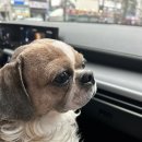 한솔동물병원 | 한솔동물병원미용후기