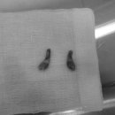 와이즈 동물병원 이미지