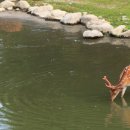 성수사슴농장 이미지