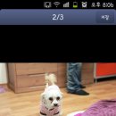 아랑조을거리 이미지