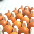 농업회사법인 자연환경기술 | 양계장청년 유정란 - 농업회사법인 | 자연방사 난각1번 HACCP 20구 계란 후기