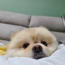 프로펫 애견샵 이미지