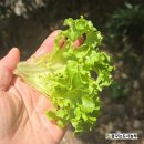 이자벨 | 🌿 유럽상추 ‘이자벨’ 키워본 후기