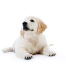 드림24동물병원 이미지