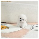 화천동물병원 | 화천강아지분양 후기 군인 가족이 선택한 유앤미펫 말티푸