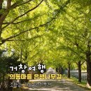 길은마을 | 거창 의동마을 은행나무길 | 가을 노란 은행잎 터널이 펼쳐지는 거창 여행 명소