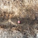 양지말천 이미지