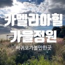 제주궁전 | [제주여행] 제주도의 아름다운 가을 정원 포토스팟 가득한 카멜리아힐 솔직후기