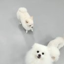 멍케어존 이미지