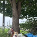 서촌동 댕번지 이미지