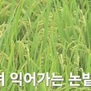 벼가 익어가는 논밭🌾 이미지