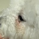 클린코트 후기 (비숑눈물잡기,, 내돈내산의 결과능....?! 모루게따 말입니다 )